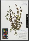 Foto von Salix amplexicaulis Bory